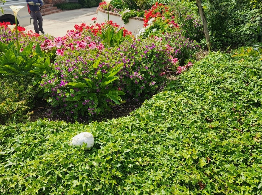 front-yard-landscaping-gardena-ca