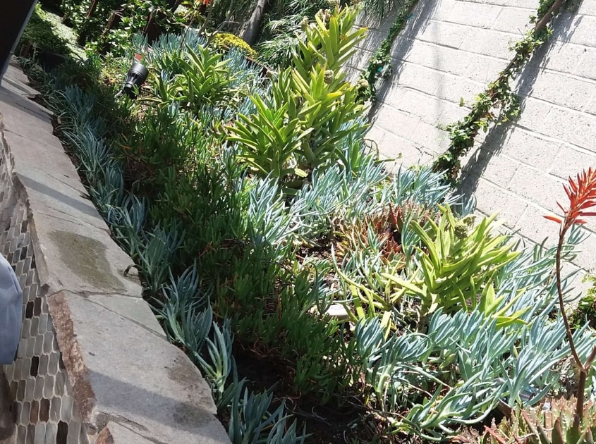 landscaping-companies-near-me-gardena-ca