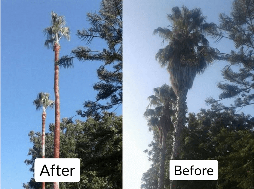 palm-tree-trimming-beverly-hills