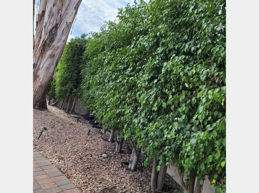 tree-trimming-beverly-hills-ca