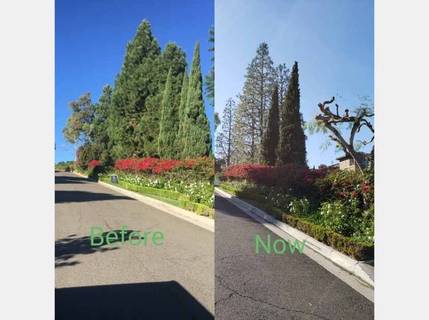 tree-trimming-hawthorne-ca