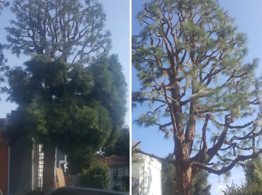 best-tree-services-south-bay-ca
